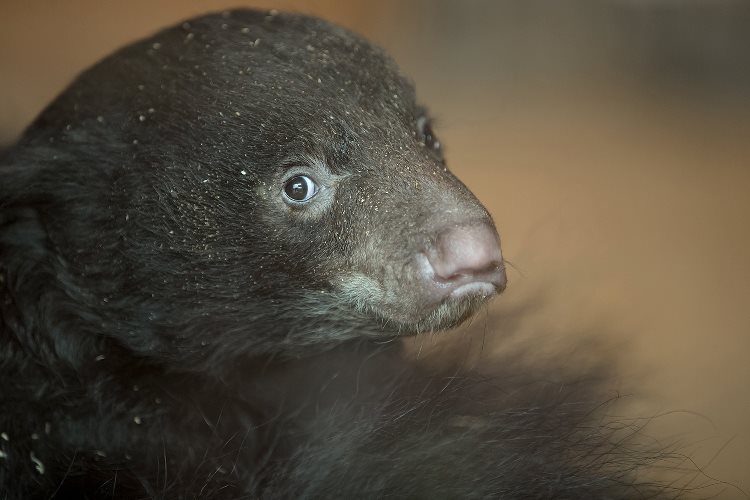 Baby Sloth Bear Birth Sneaks Under the Radar in Germany – Krystian Science