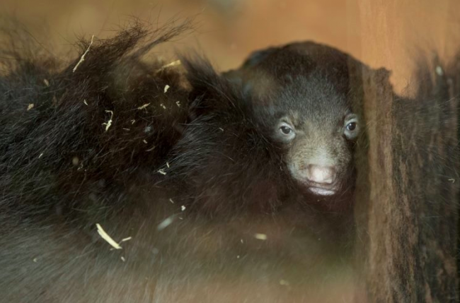 Baby Sloth Bear Birth Sneaks Under the Radar in Germany – Krystian Science