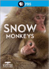 Nature: Snow Monkeys
