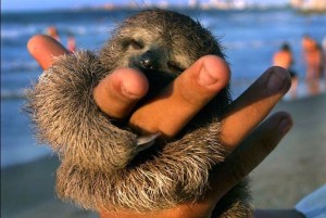 baby-sloth