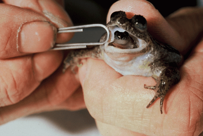 Gastric-Brooding Frog