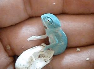 Screen Shot 2015-05-14 at 11.50.39 AM