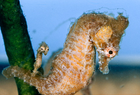 090618-01-best-animal-dads-seahorse_big