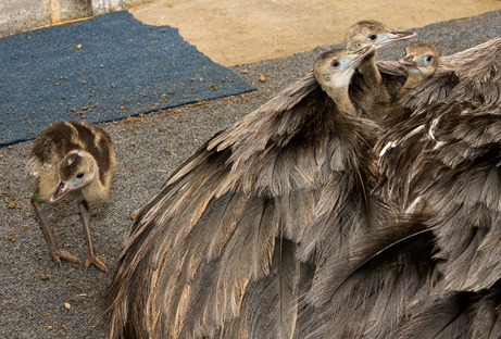 090618-04-best-animal-fathers-greater-rhea_big