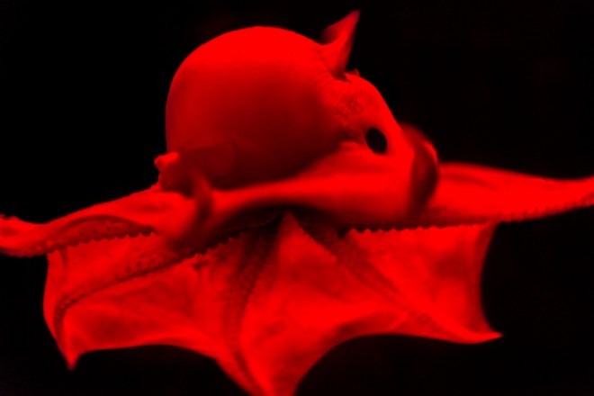 Researchers use a red light to display this species. Since the octopus can’t see red light, it thinks it’s in the darkness of the deep sea, its natural environment. IMAGE: Monterey Bay Aquarium
