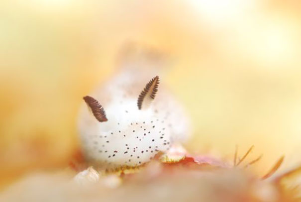 These Tiny Fluffy ‘Sea Bunny’ Slugs Almost Broke the Internet ...