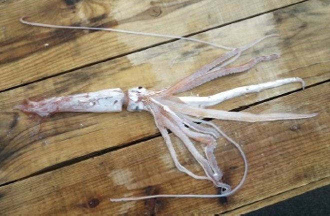 MORIHIKO YAMADA/MUSEUM OF NATURE AND HUMAN ACTIVITIES