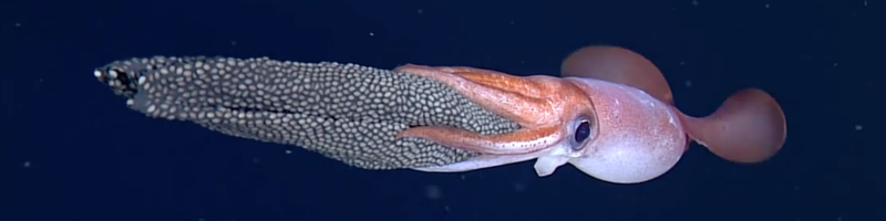 Monterey Bay Aquarium