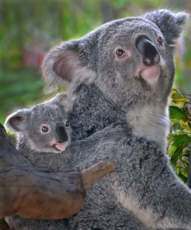 san diego zoo koala
