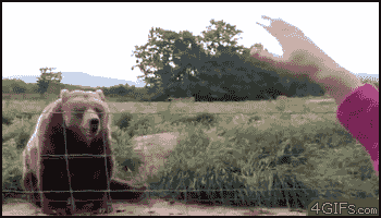 bear waving
