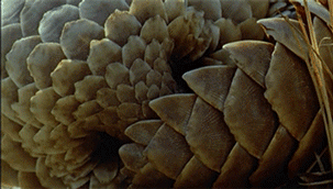 pangolin