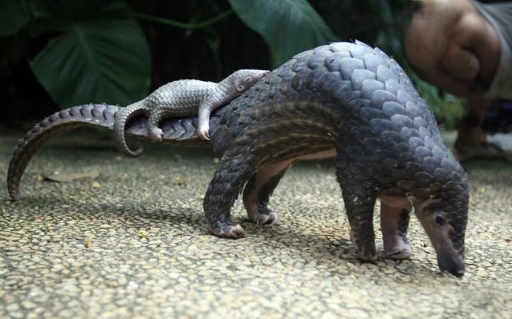 pangolinbaby